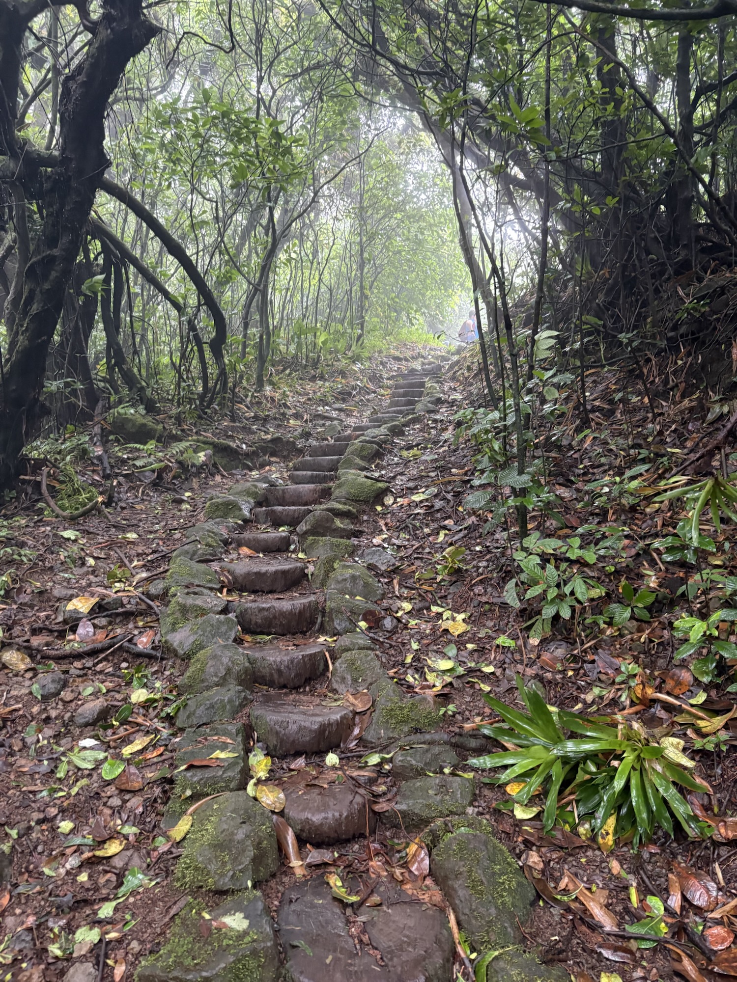 10 Things I Learned from a Year on Duolingo